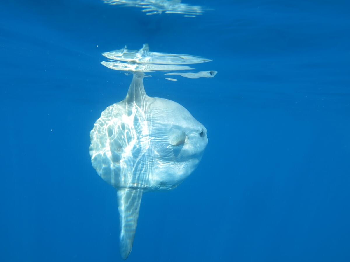 Un mola-mola à Banyuls